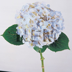 wholesale bulk blue hydrangea flowers| nationalflowermart.com